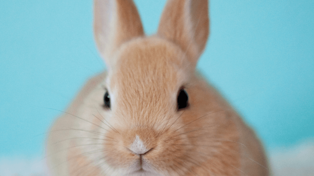 Schnelle Oster Deko mit Hilfe von Vinyl-Folie - Roo's Gift Shop