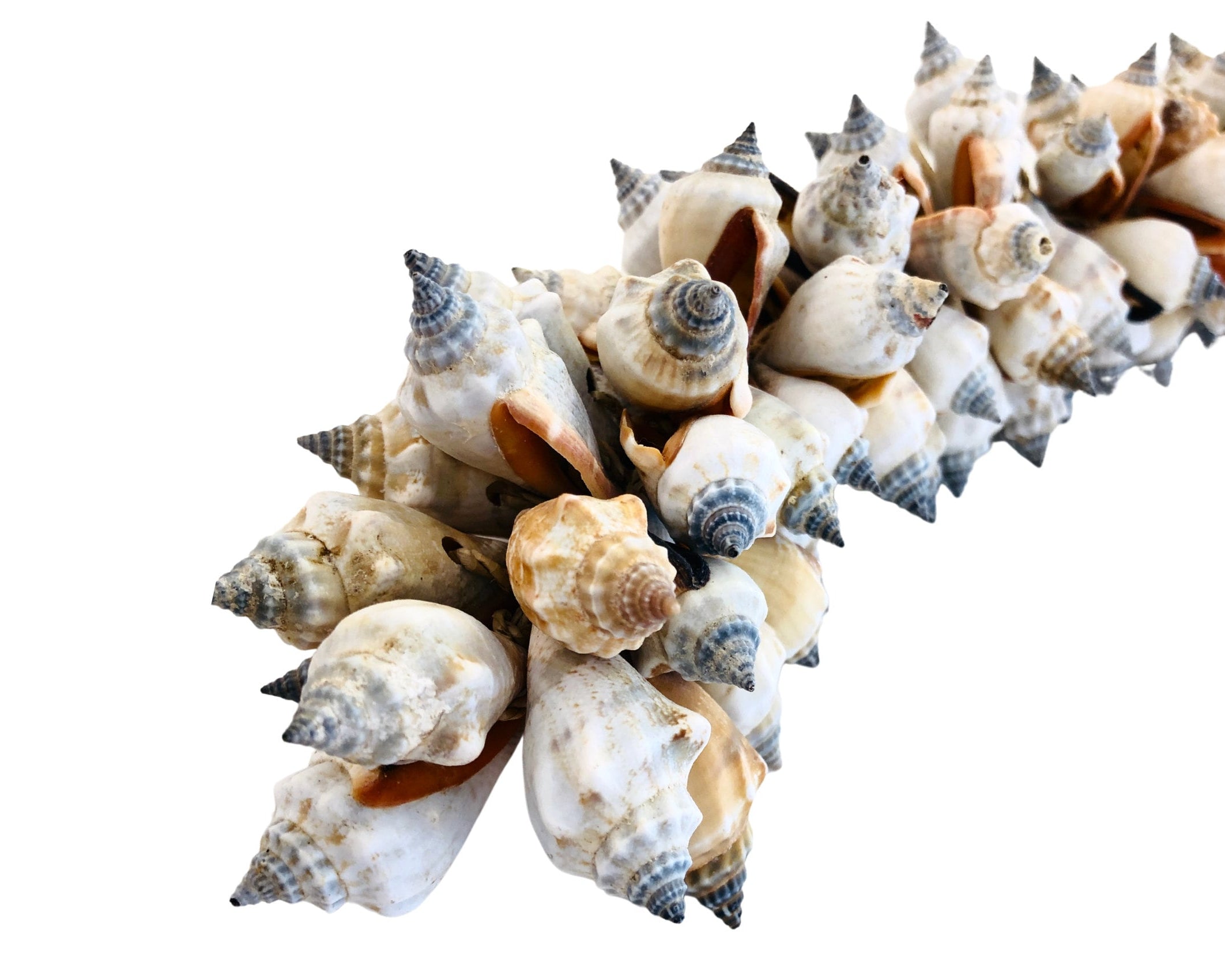 Muscheln | maritime Hängedeko Muscheldeko | Muschel-Hängedeko | Maritime Wanddeko | Deko aus echten Muscheln – ca. 33 cm