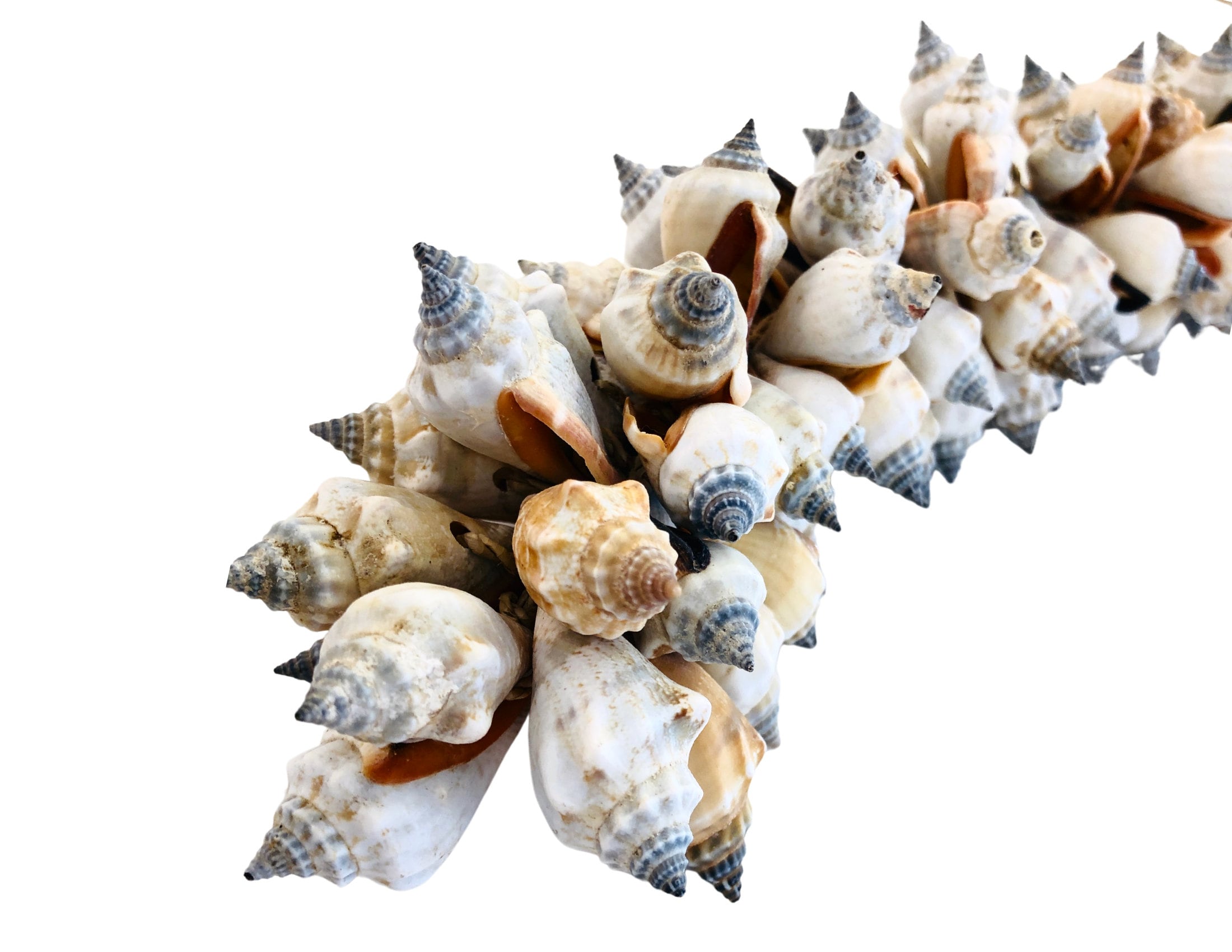 Muscheln | maritime Hängedeko Muscheldeko | Muschel-Hängedeko | Maritime Wanddeko | Deko aus echten Muscheln – ca. 33 cm