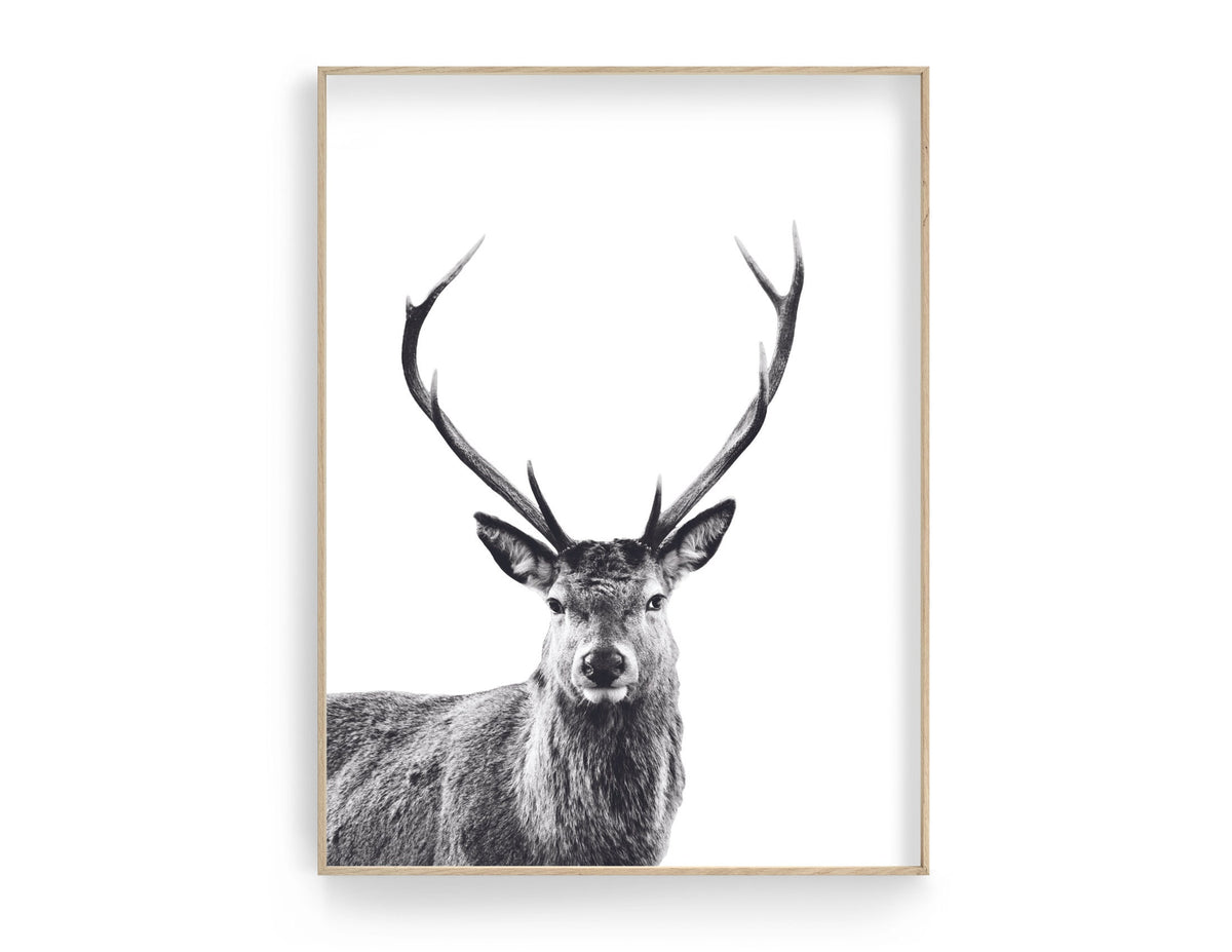 Hirsch Poster | schwarz weiß | Foto Kunstdruck