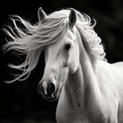 Pferd auf Acryl Glas | hochwertiges Acrylglas Bild