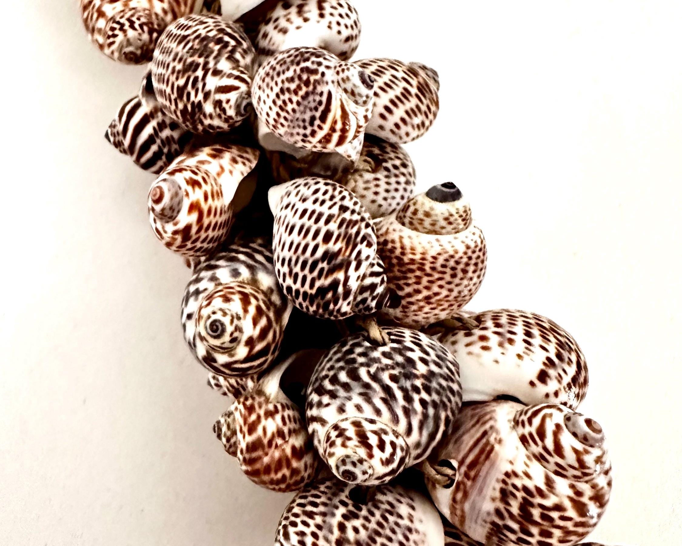 Muscheln | maritime Hängedeko Muscheldeko | Muschel-Hängedeko | Maritime Wanddeko | Deko aus echten Muscheln – ca. 33 cm