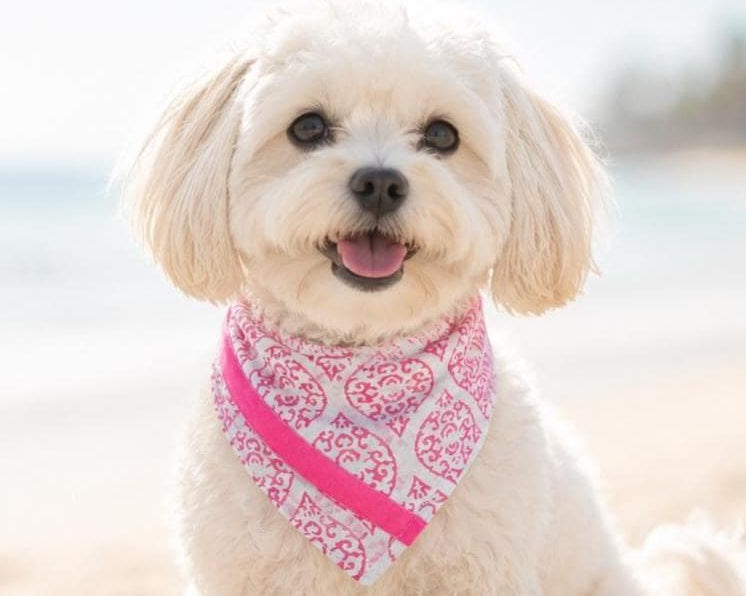 Weiß pinkes Hunde Halstuch | Bandana zum Wenden | Ethnomuster | Dreieckstuch zum Binden | Samtband | Gr. S