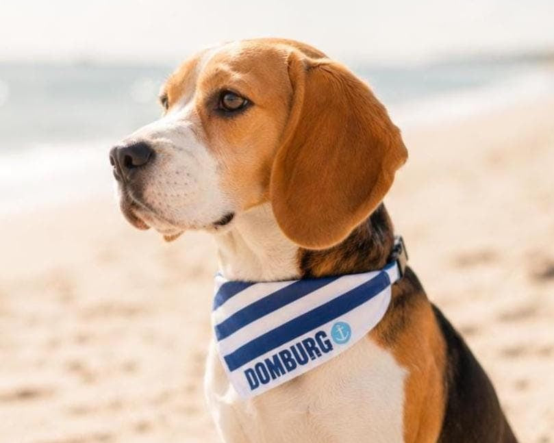 Maritimes Hundehalstuch Domburg | gestreift | Hunde Bandana aus Baumwolle | wird übers Halsband gestreift