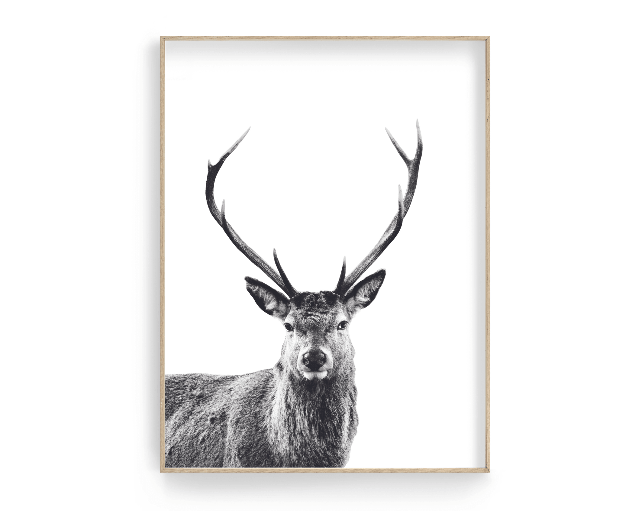 Poster | Tierposter Hirsch | schwarz weiß - Roo's Gift Shop