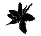 Blume | Vase Skandi Stil | schwarz - Roo's Gift Shop