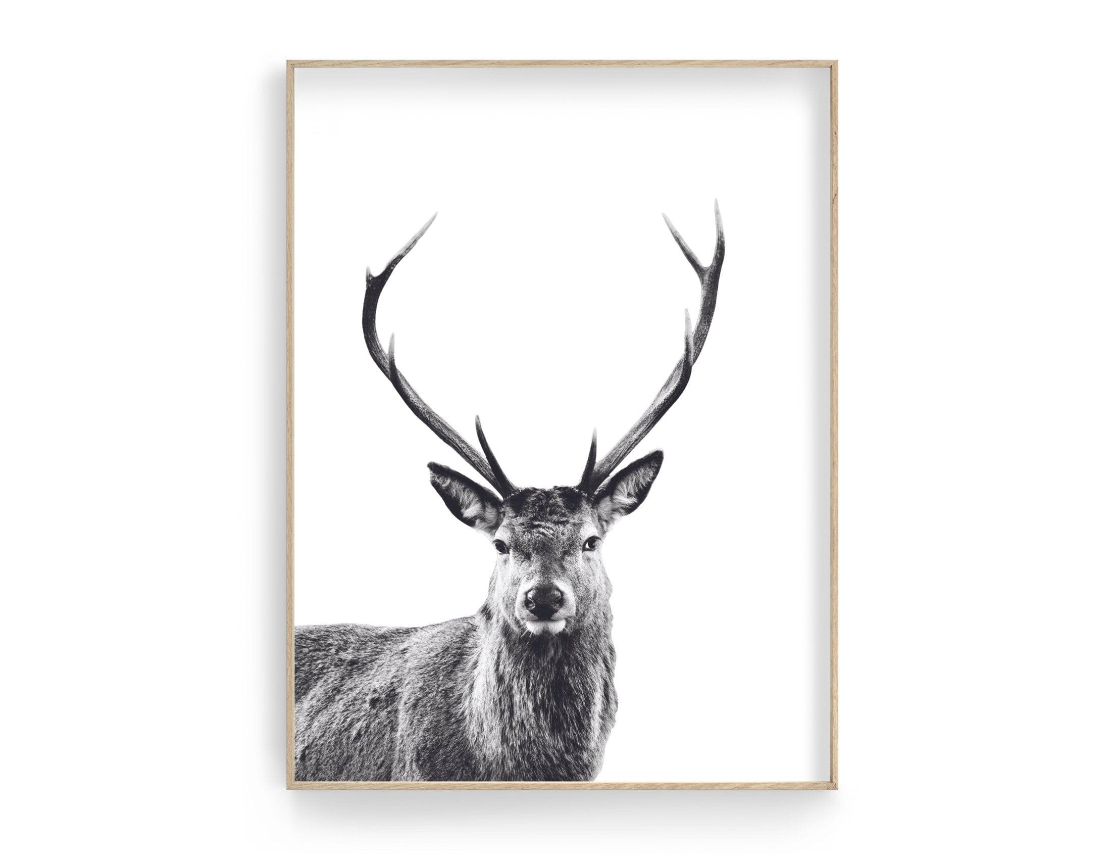 Hirsch Poster | schwarz weiß | Foto Kunstdruck - Roo's Gift Shop