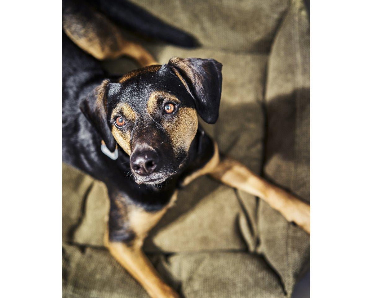 Hundebett | Hunde Körbchen | Classic Dog Bed - TUDOR - Roo's Gift Shop