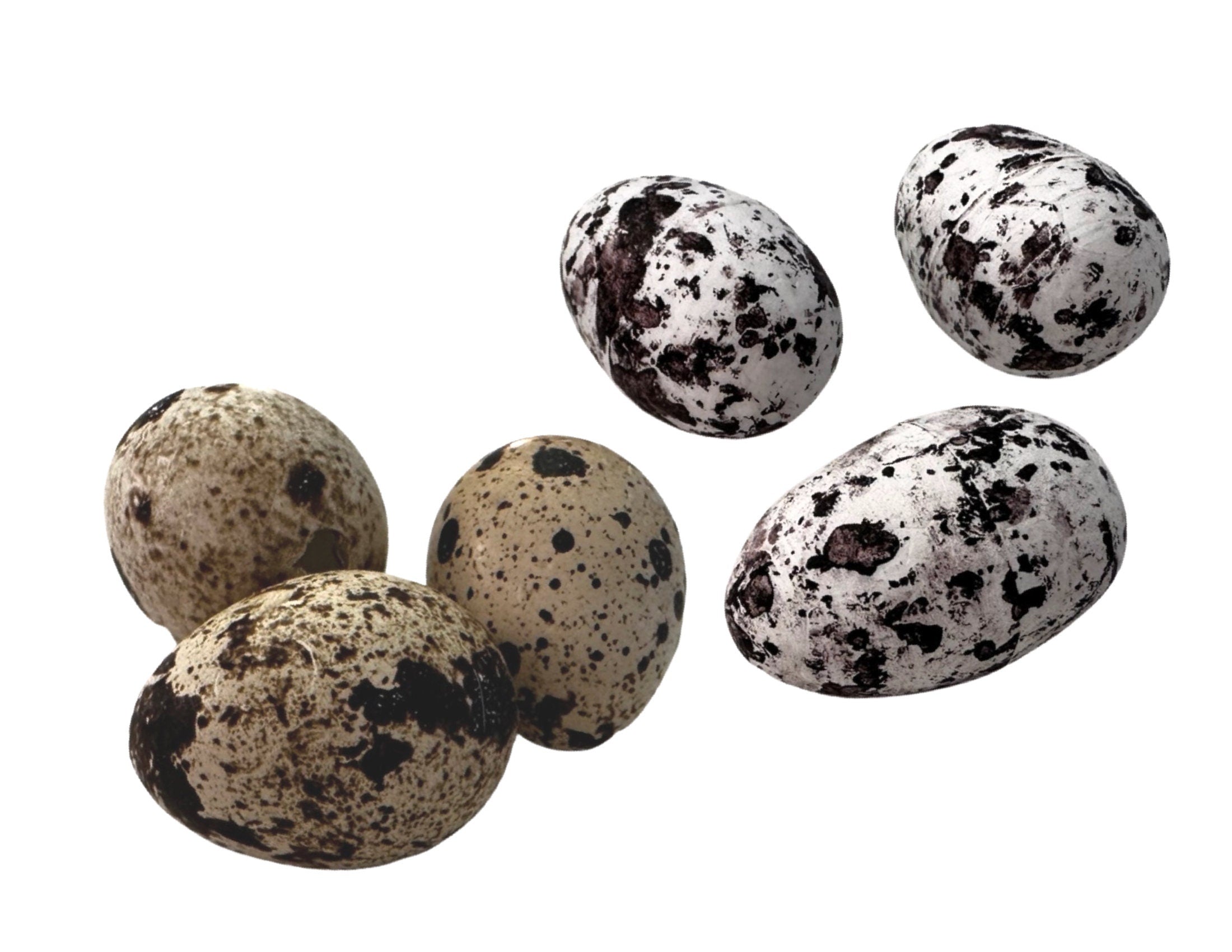 Wachtel Eier | 24 Stck weiß oder 60 Stck natur