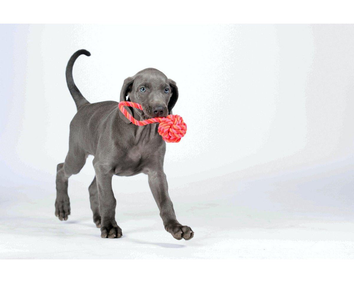 Mini Schleuderball Seilspielzeug - Hund Rosa-Rot-Orange 6x6x13 cm - Roo's Gift Shop