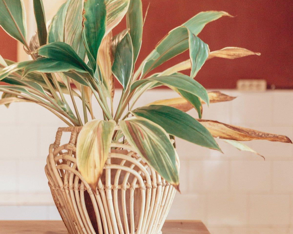 Pflanzenkorb | Wäschekorb | Aufbewahrungskorb RAHINA aus Rattan (3 Größen) - Roo's Gift Shop