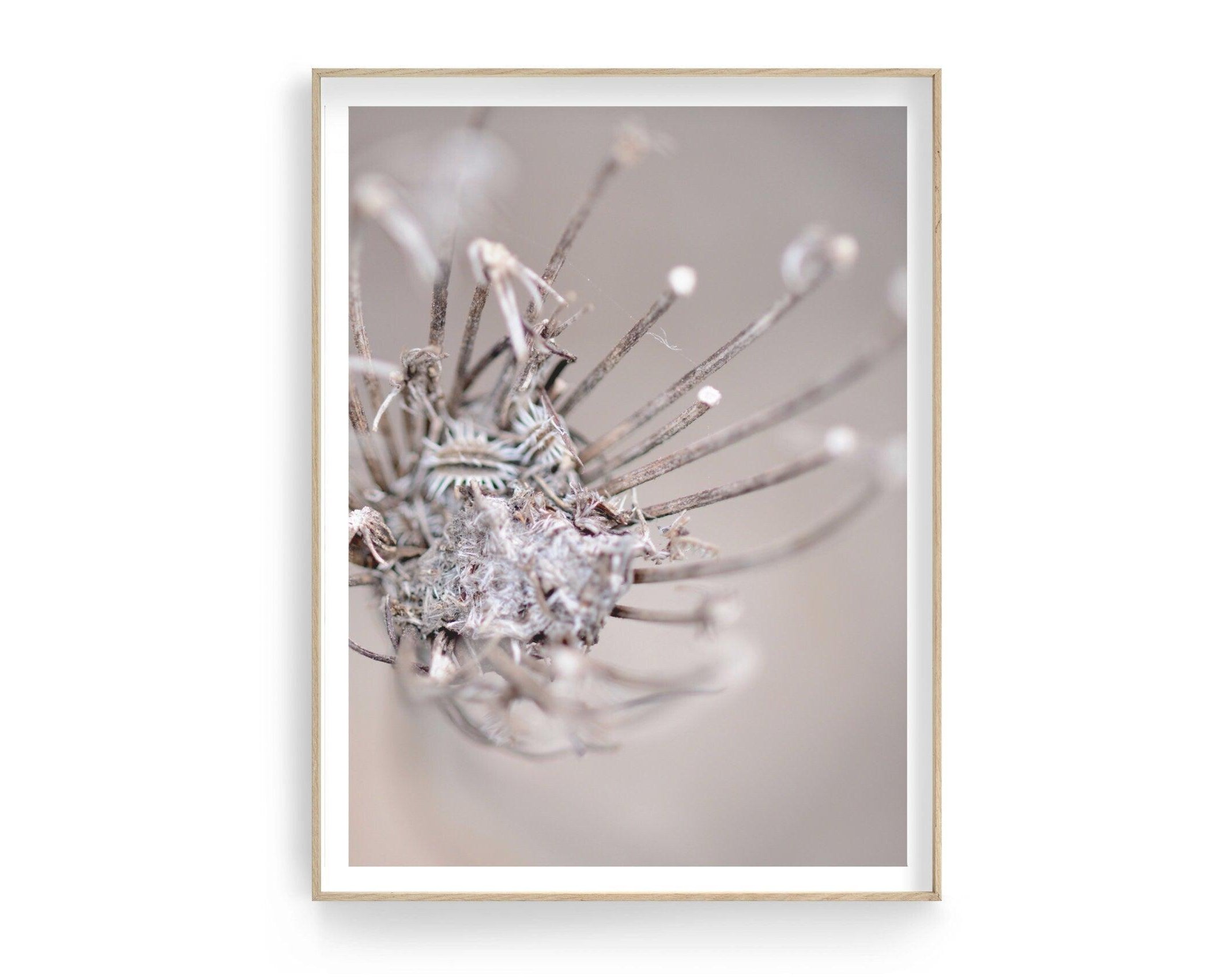 Poster | Blumen | Pampas Gräser Reed - Roo's Gift Shop