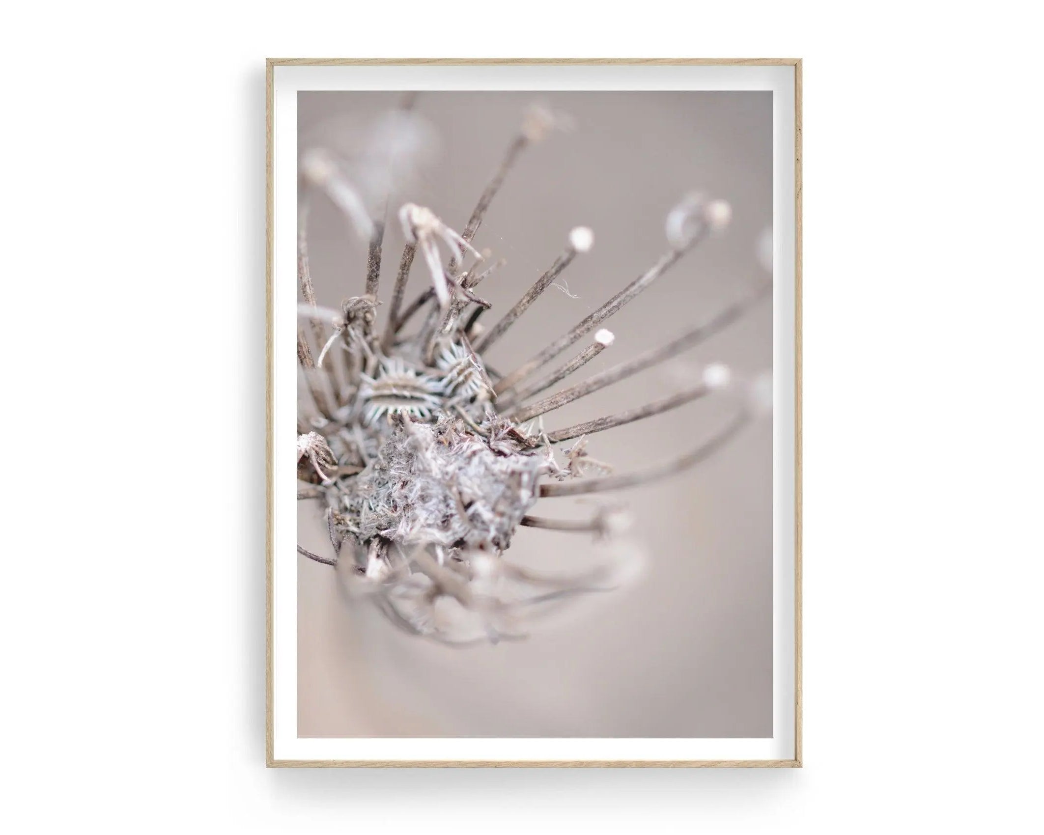 Poster | Blumen | Pampas Gräser Reed - Roo's Gift Shop