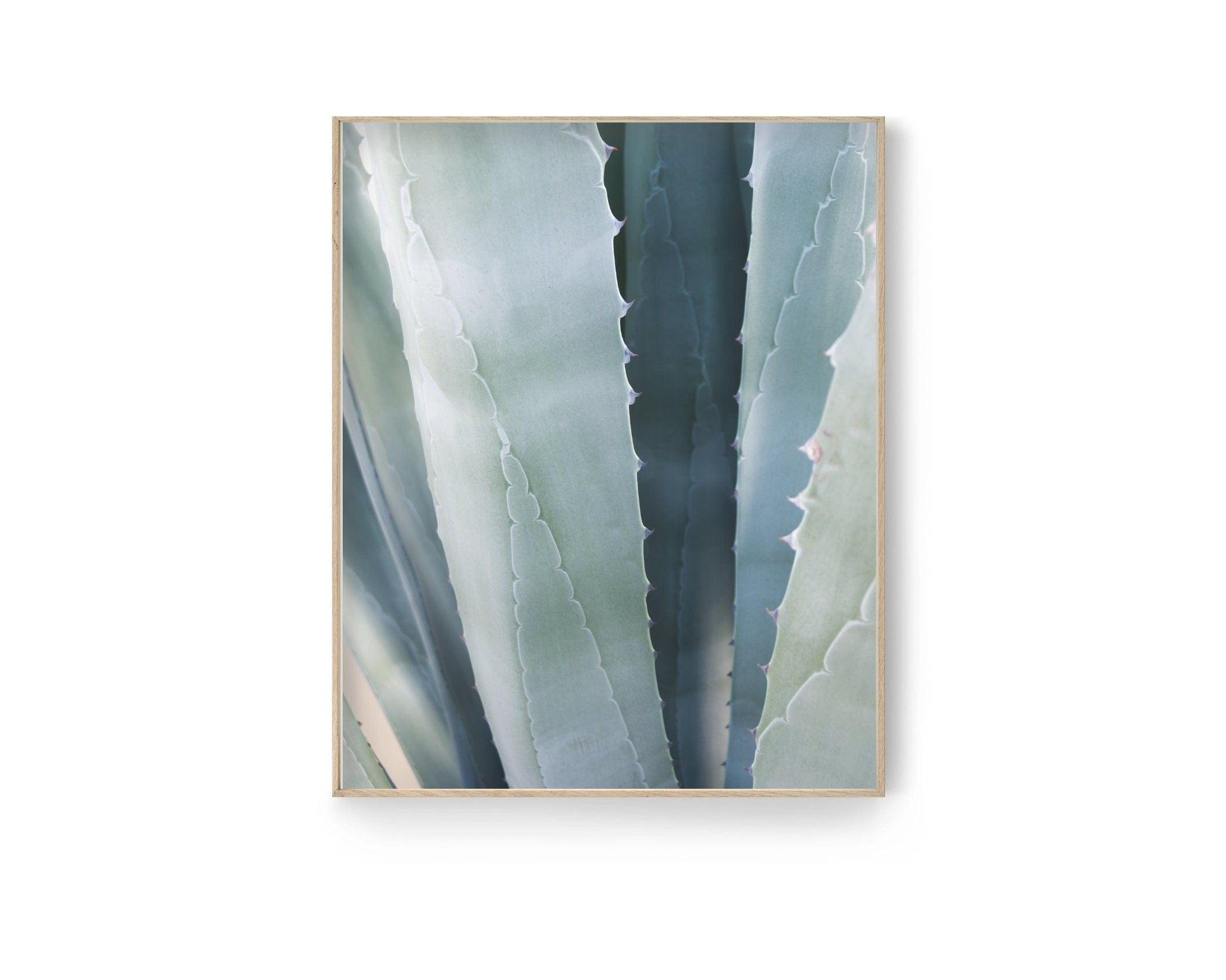 Poster | Natur | Agave | Palme | Blätter - Roo's Gift Shop