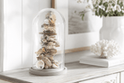 Objekt aus Austern Muscheln | Glas Sturz | Beach House Dekoration Roo's Gift Shop