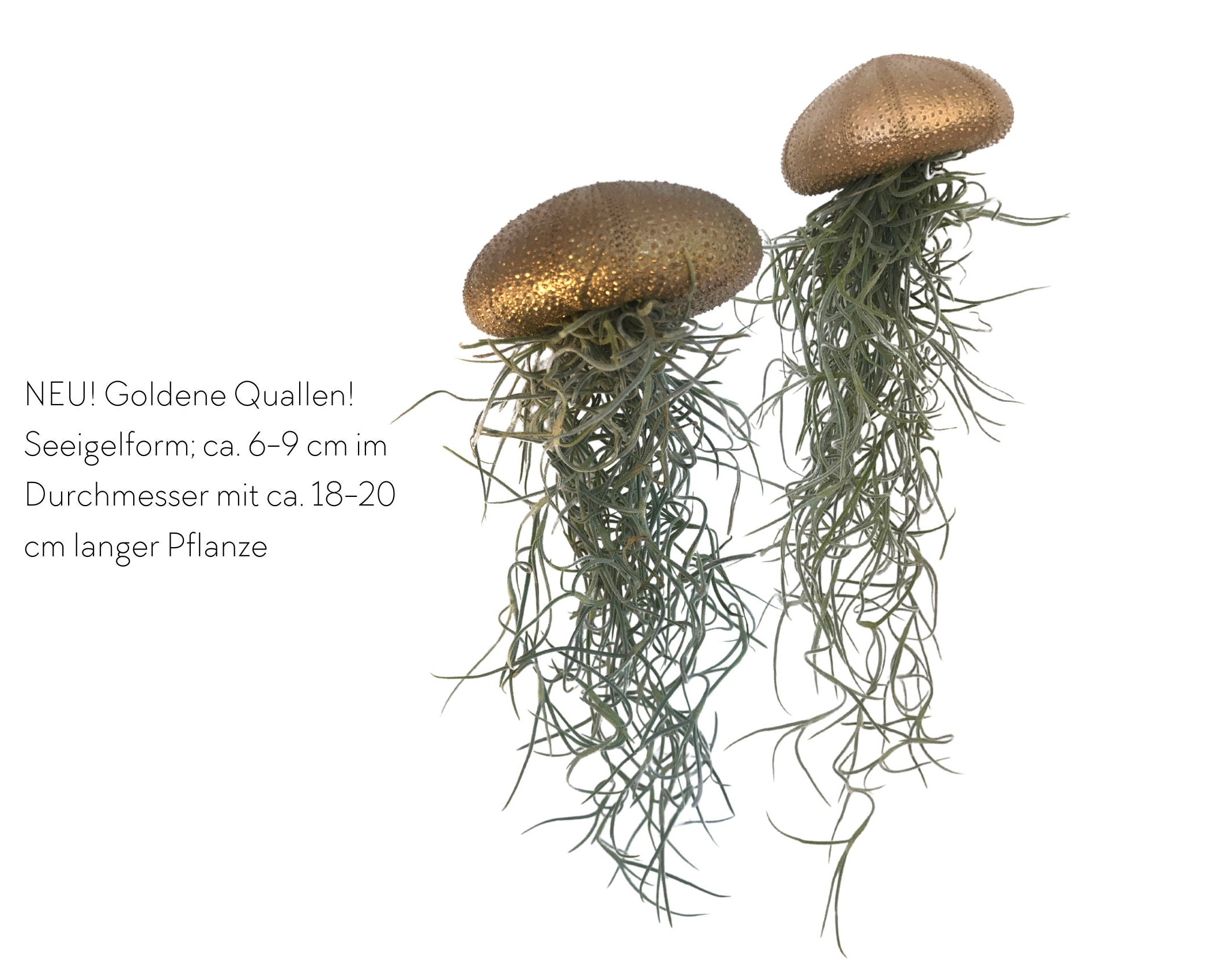 Qualle Luftplanzen | Tillandsia | Jellyfish | Pflanzendeko zum Aufhängen