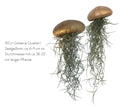 Qualle Luftplanzen | Tillandsia | Jellyfish | Pflanzendeko zum Aufhängen