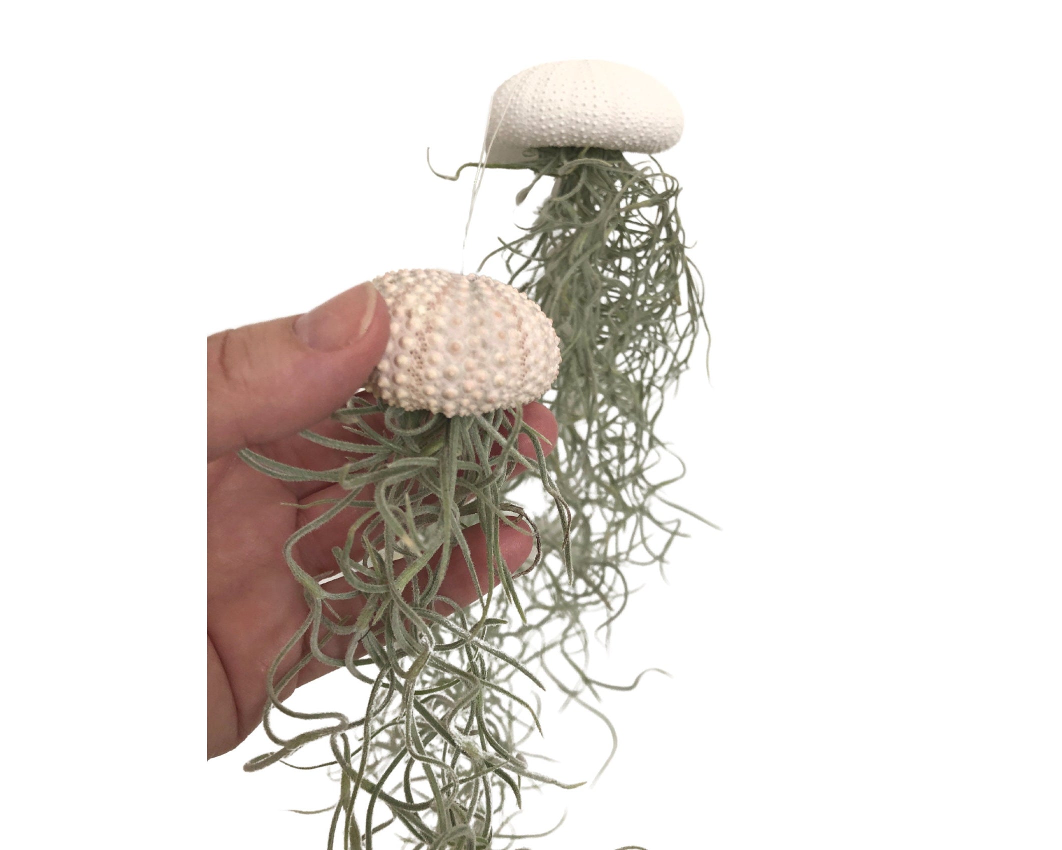 Mini Qualle Luftplanzen | Tillandsia | Jellyfish | Pflanzendeko zum Aufhängen | Seeigel Gehäuse | Airplants | auch im 2er-Set