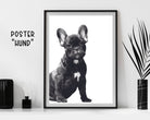 Hunde Poster | schwarz weiß | Foto Kunstdruck | French Bulldogge Frenchie