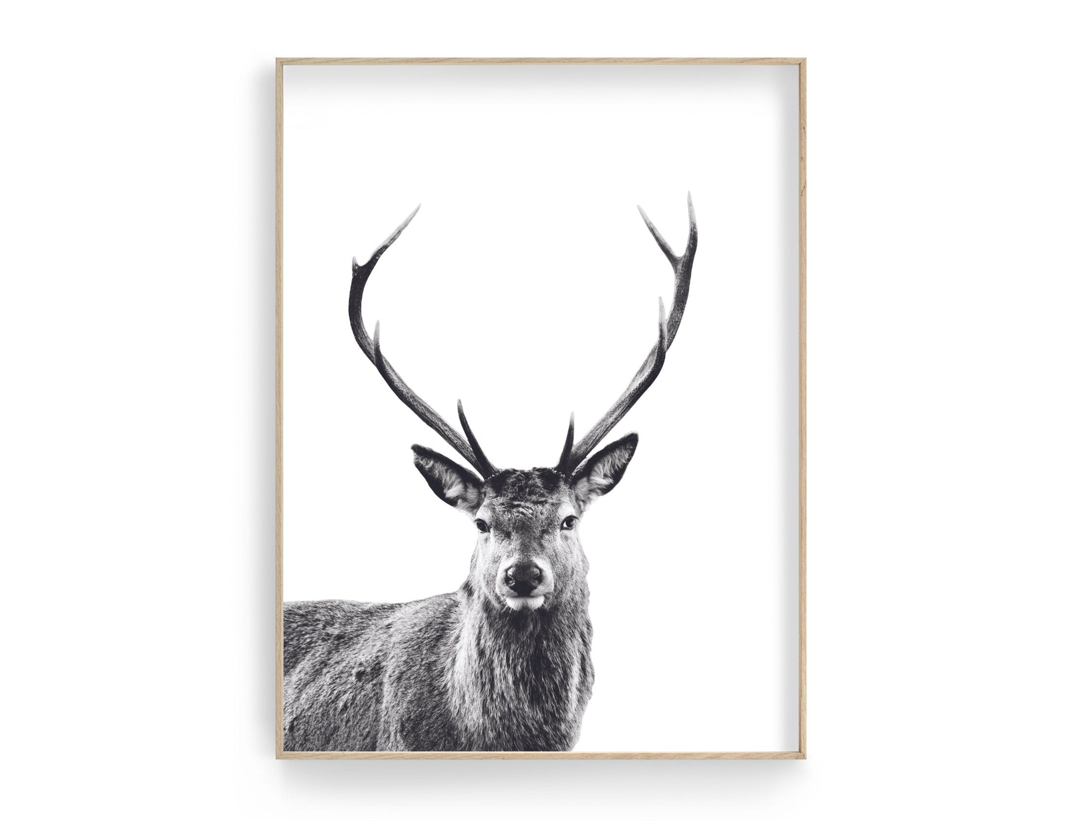 Hirsch Poster | schwarz weiß | Foto Kunstdruck