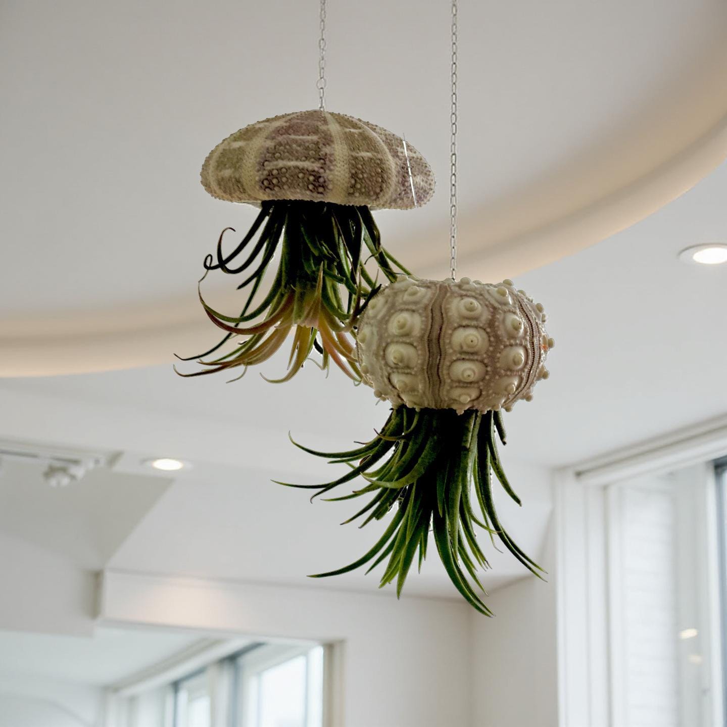 Qualle Luftplanzen | Tillandsia | quallenpflanze | Pflanzendeko zum Aufhängen | Seeigel grün, natur | Airplants