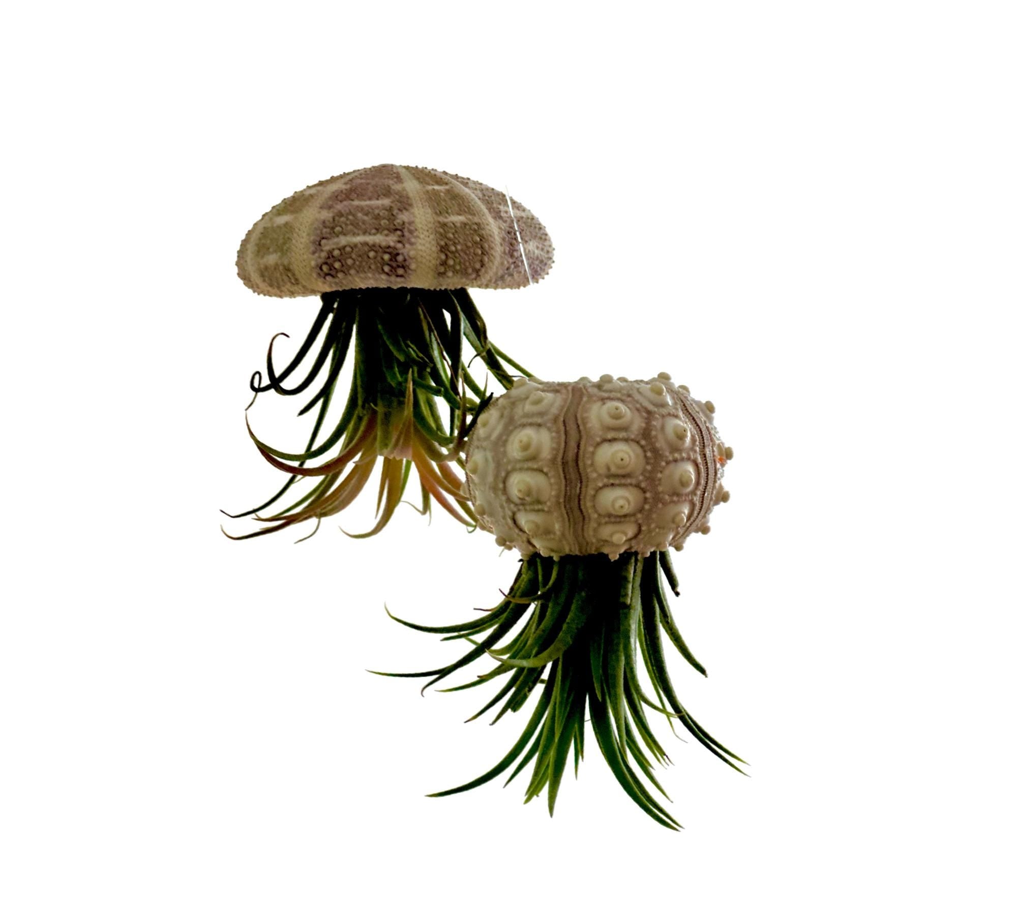 Qualle Luftplanzen | Tillandsia | quallenpflanze | Pflanzendeko zum Aufhängen | Seeigel grün, natur | Airplants
