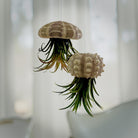 Qualle Luftplanzen | Tillandsia | quallenpflanze | Pflanzendeko zum Aufhängen | Seeigel grün, natur | Airplants