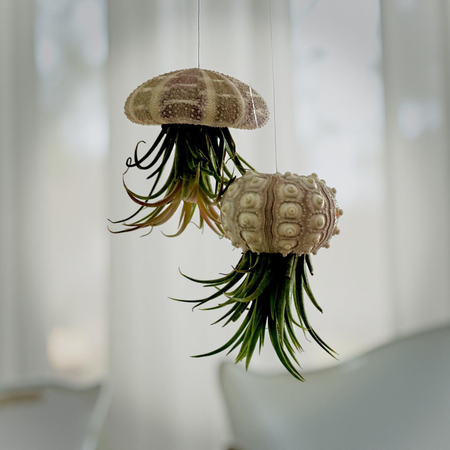 Qualle Luftplanzen | Tillandsia | quallenpflanze | Pflanzendeko zum Aufhängen | Seeigel grün, natur | Airplants