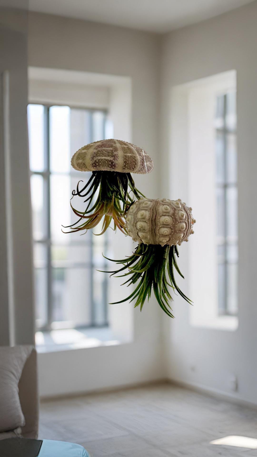 Qualle Luftplanzen | Tillandsia | quallenpflanze | Pflanzendeko zum Aufhängen | Seeigel grün, natur | Airplants