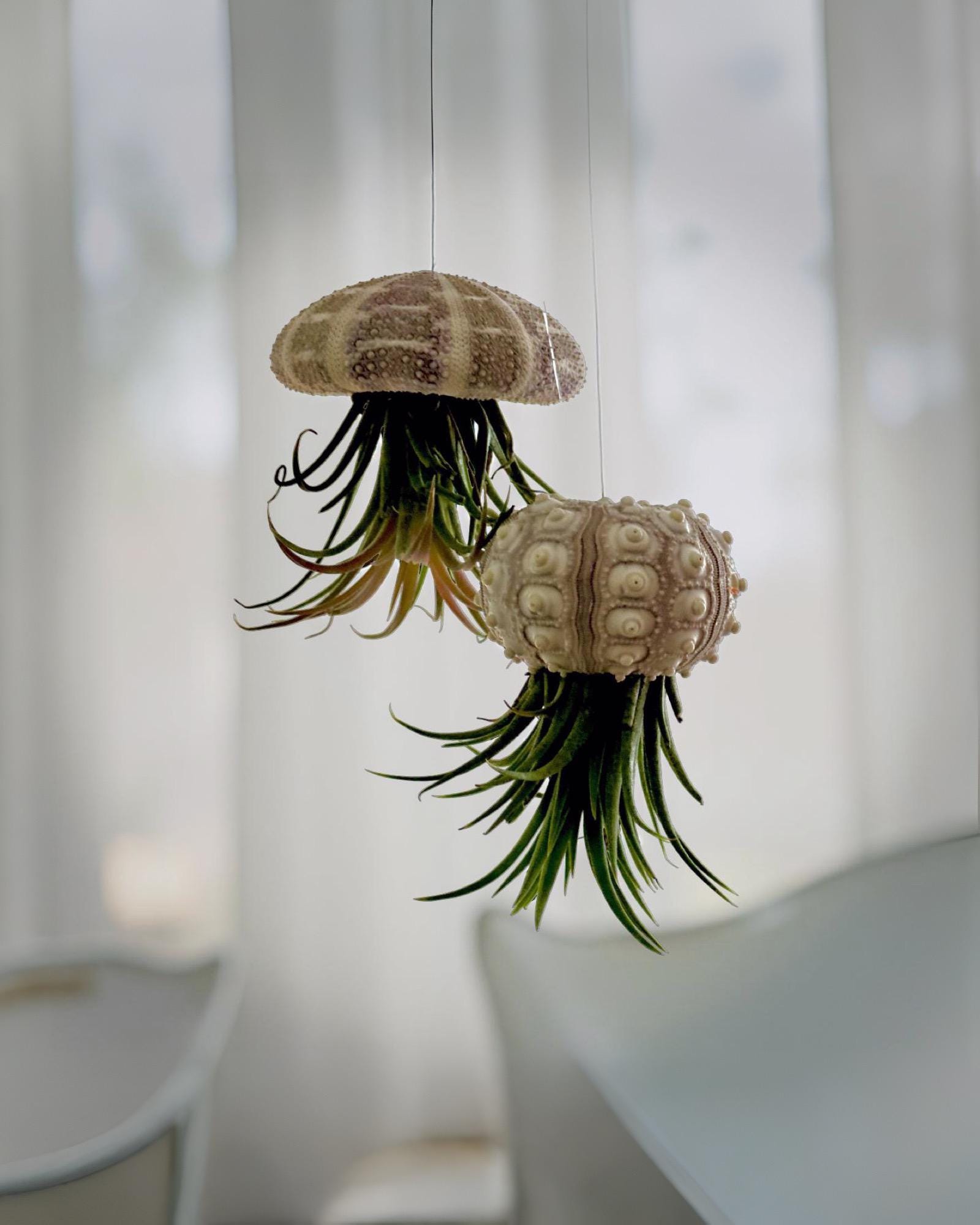 Qualle Luftplanzen | Tillandsia | quallenpflanze | Pflanzendeko zum Aufhängen | Seeigel grün, natur | Airplants