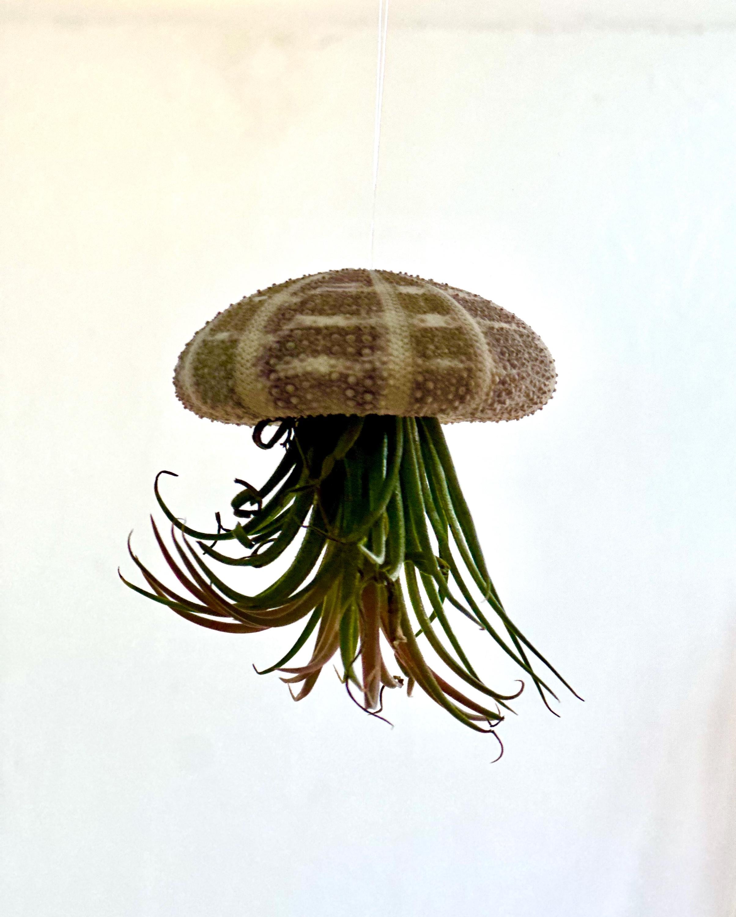 Qualle Luftplanzen | Tillandsia | quallenpflanze | Pflanzendeko zum Aufhängen | Seeigel grün, natur | Airplants