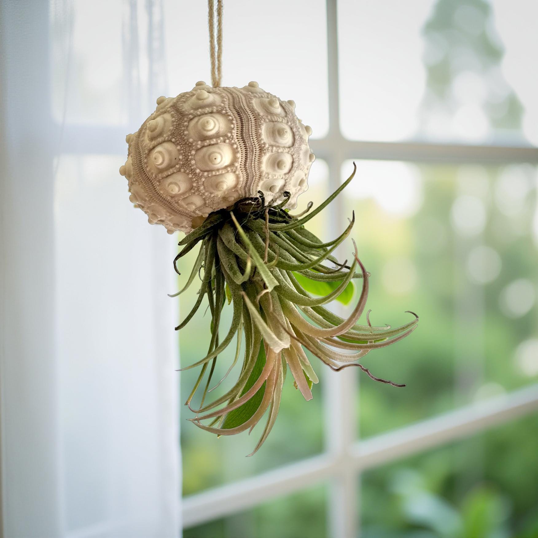 Qualle Luftplanzen | Tillandsia | quallenpflanze | Pflanzendeko zum Aufhängen | Seeigel grün, natur | Airplants