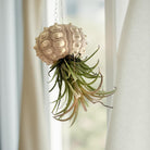 Qualle Luftplanzen | Tillandsia | quallenpflanze | Pflanzendeko zum Aufhängen | Seeigel grün, natur | Airplants