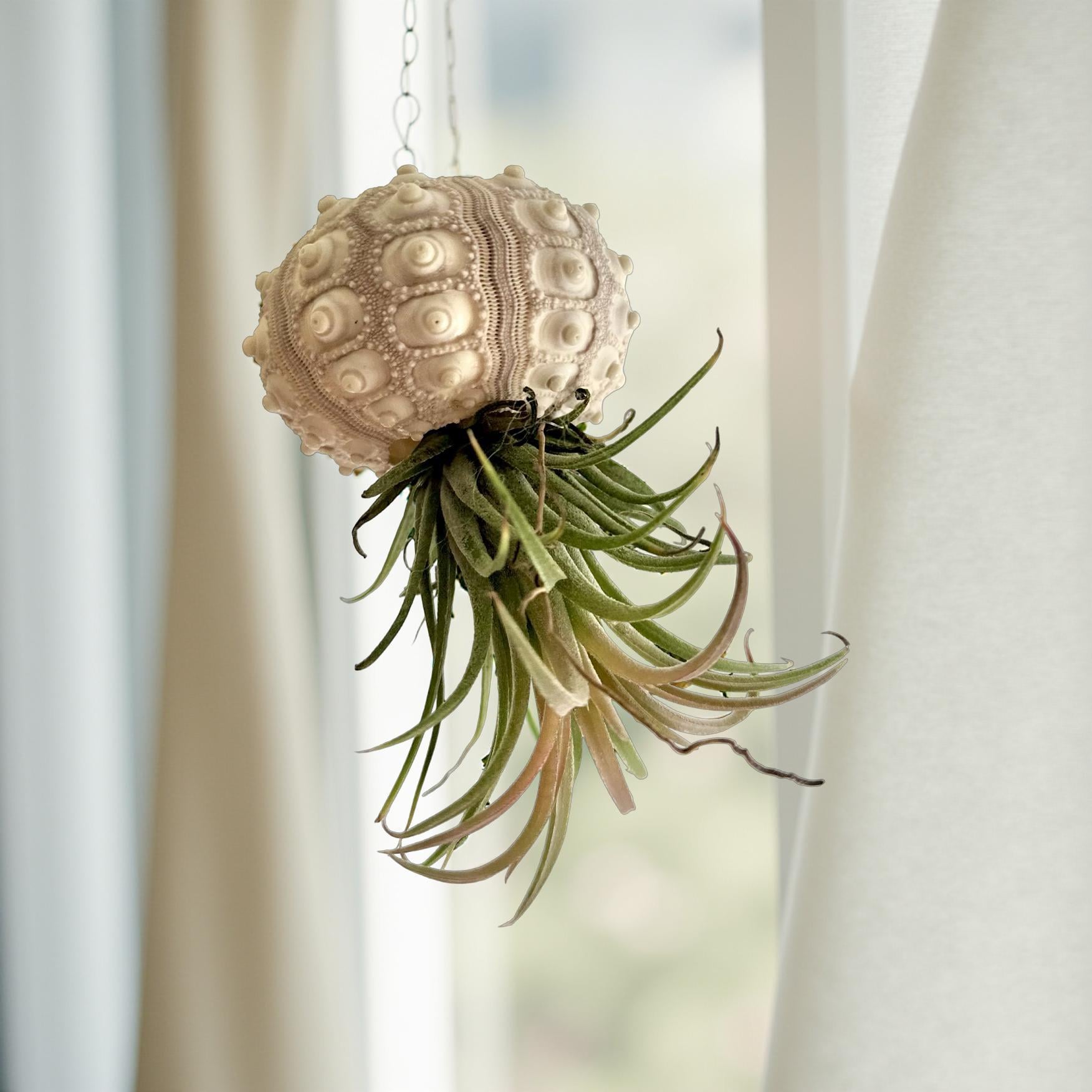 Qualle Luftplanzen | Tillandsia | quallenpflanze | Pflanzendeko zum Aufhängen | Seeigel grün, natur | Airplants