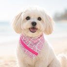 Weiß pinkes Hunde Halstuch | Bandana zum Wenden | Ethnomuster | Dreieckstuch zum Binden | Samtband | Gr. S