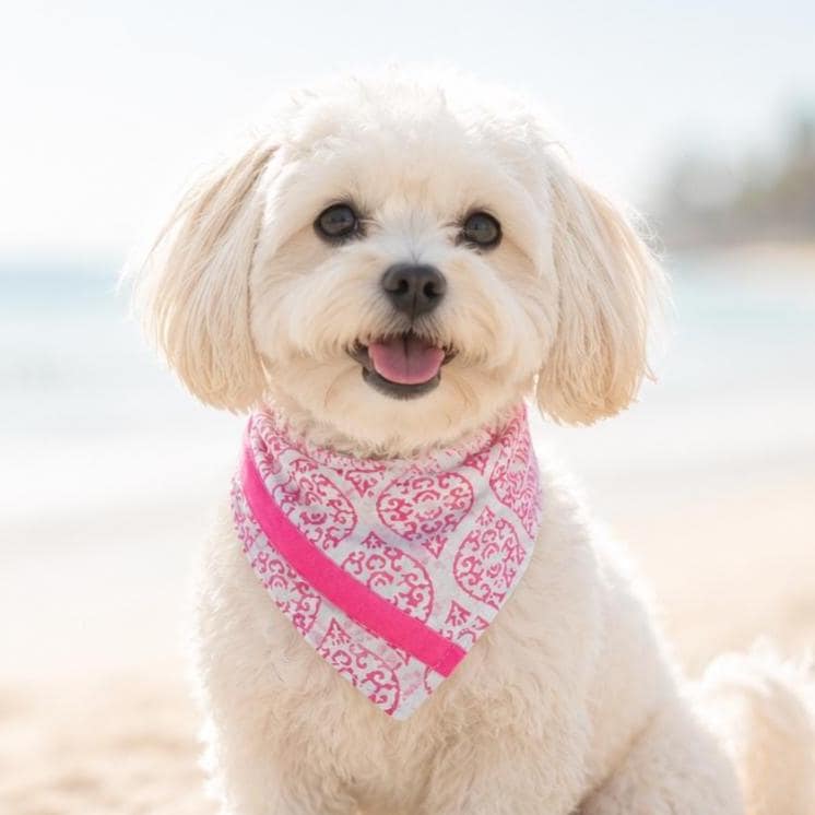 Weiß pinkes Hunde Halstuch | Bandana zum Wenden | Ethnomuster | Dreieckstuch zum Binden | Samtband | Gr. S