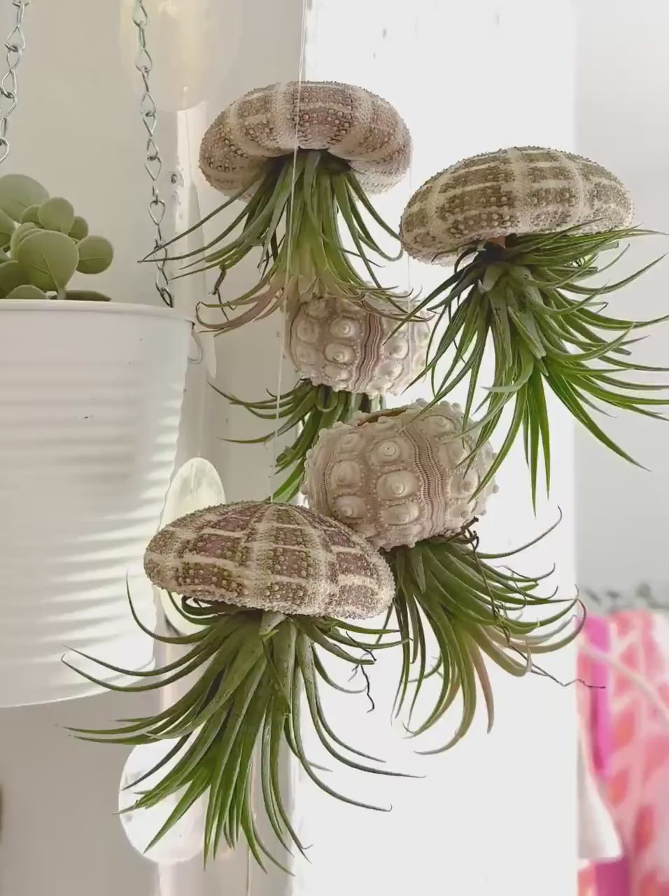 Qualle Luftplanzen | Tillandsia | quallenpflanze | Pflanzendeko zum Aufhängen | Seeigel grün, natur | Airplants