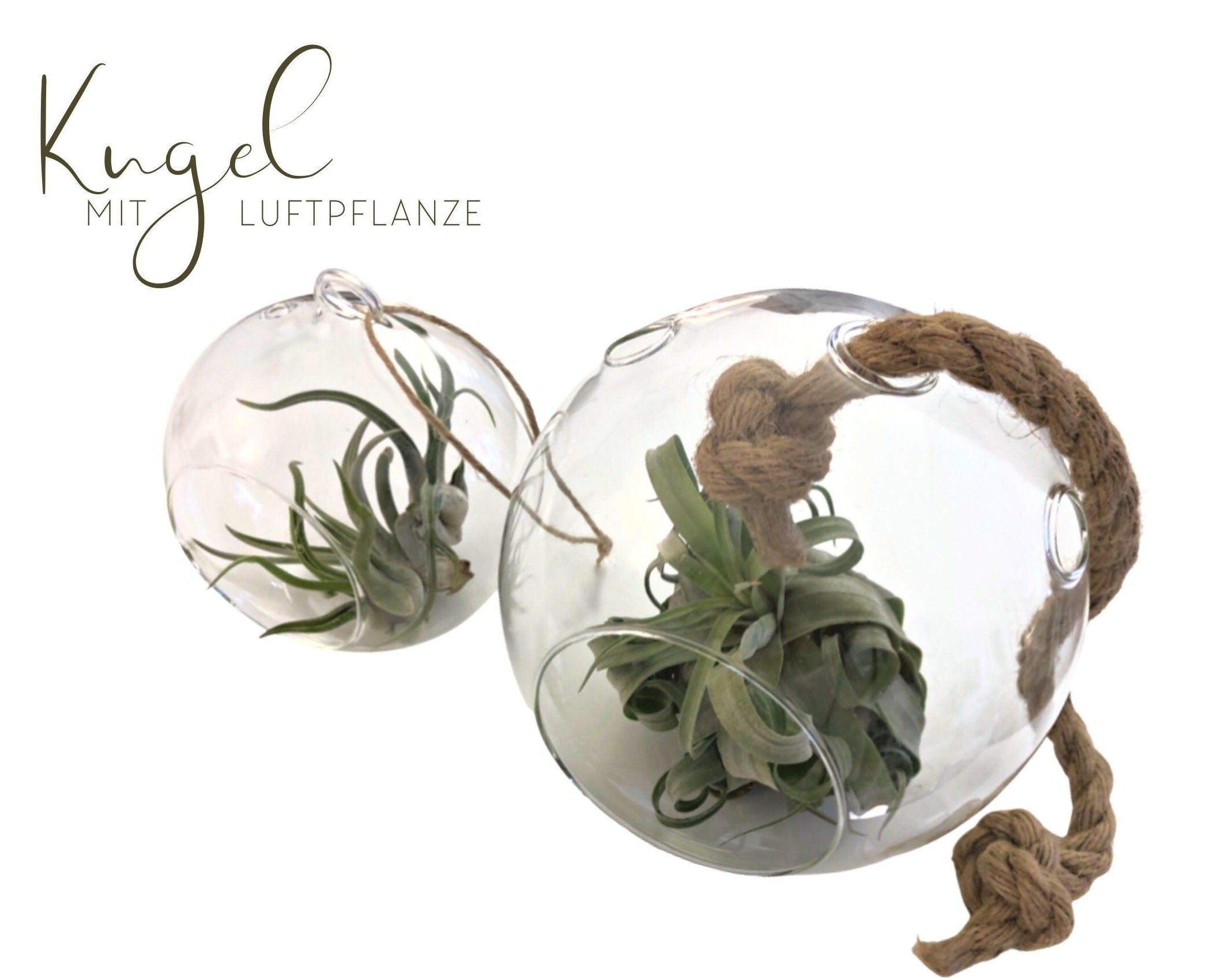 Glaskugel mit Luftplanze | Tillandsia | Pflanzendeko - Roo's Gift Shop