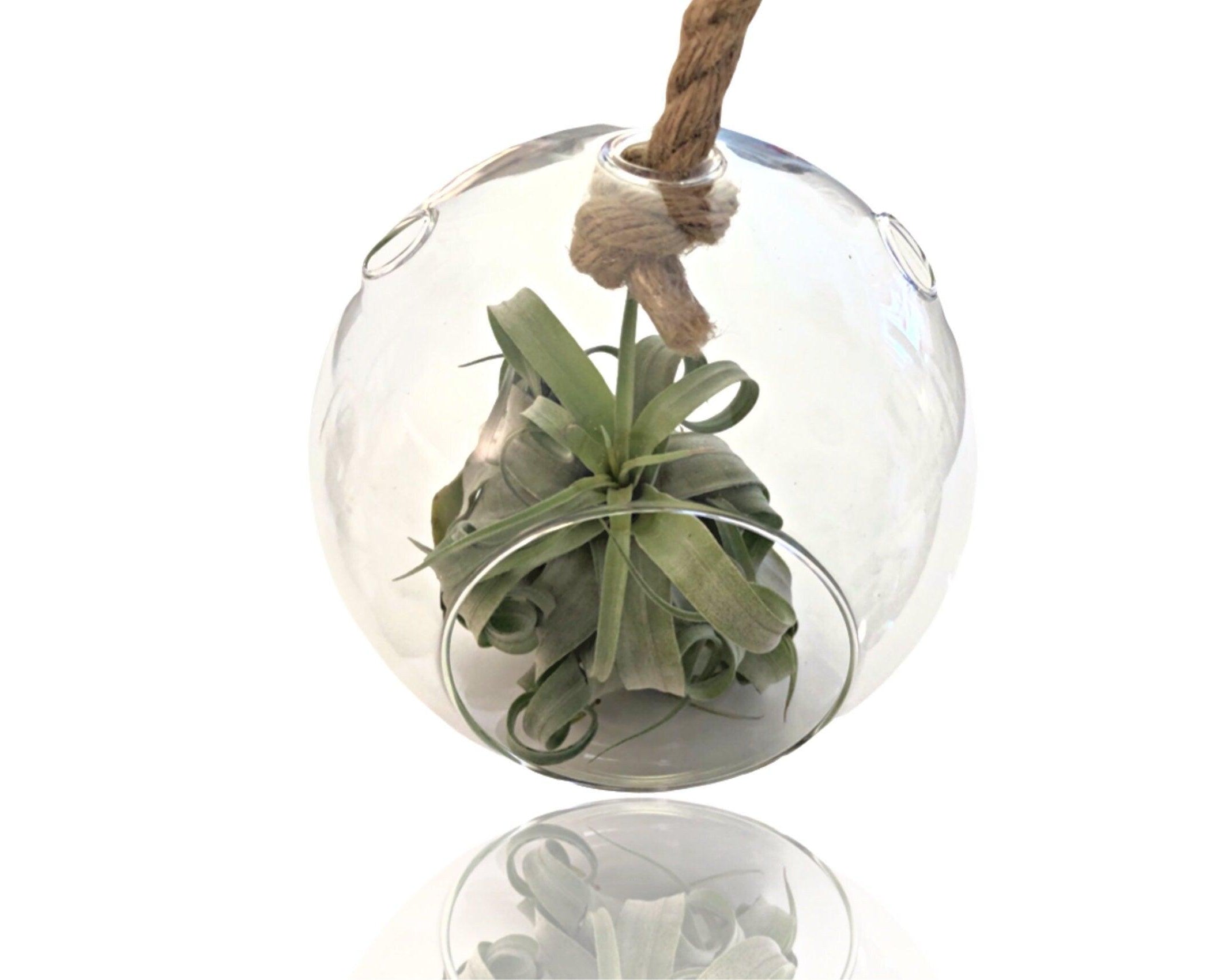 Glaskugel mit Luftplanze | Tillandsia | Pflanzendeko - Roo's Gift Shop