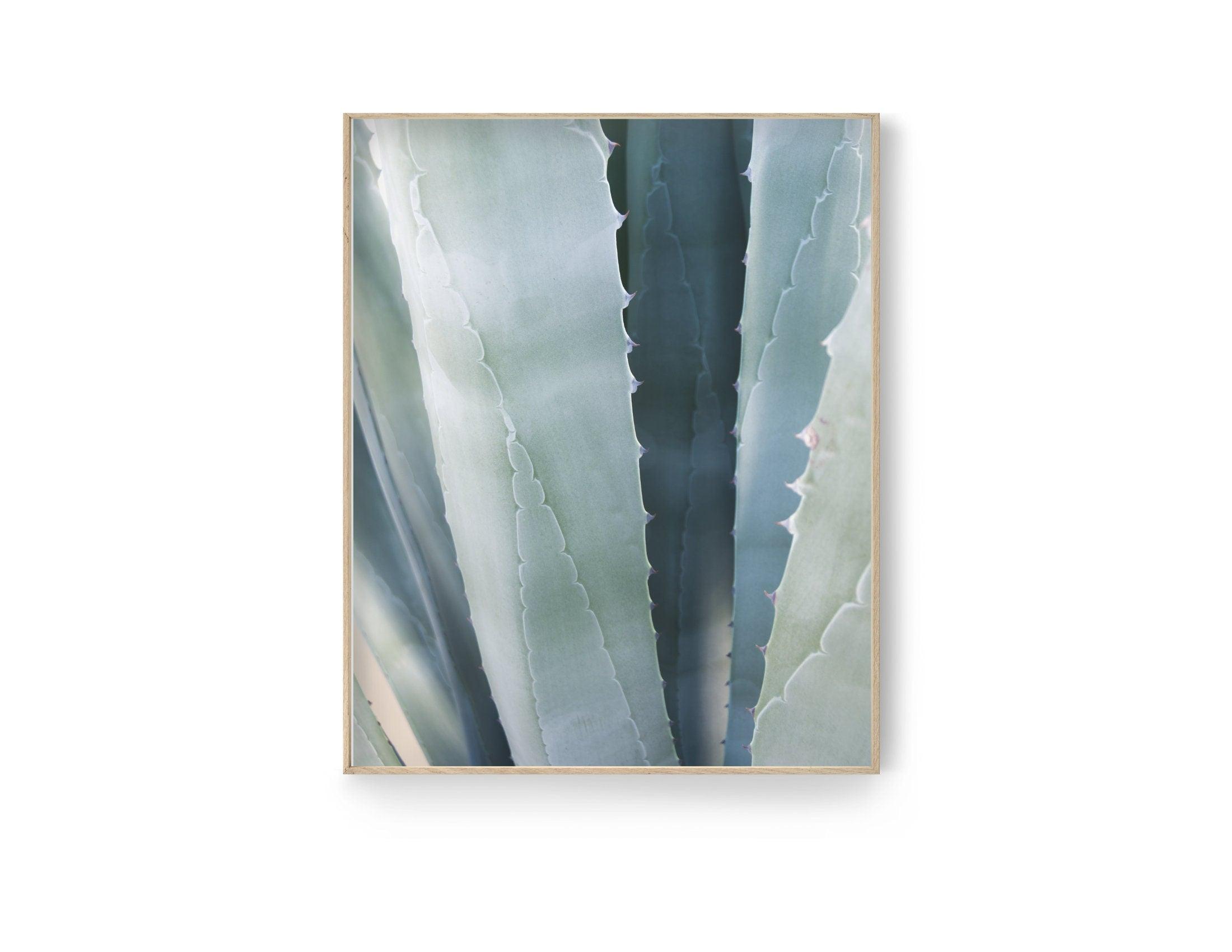 Poster | Natur | Agave | Palme | Blätter - Roo's Gift Shop