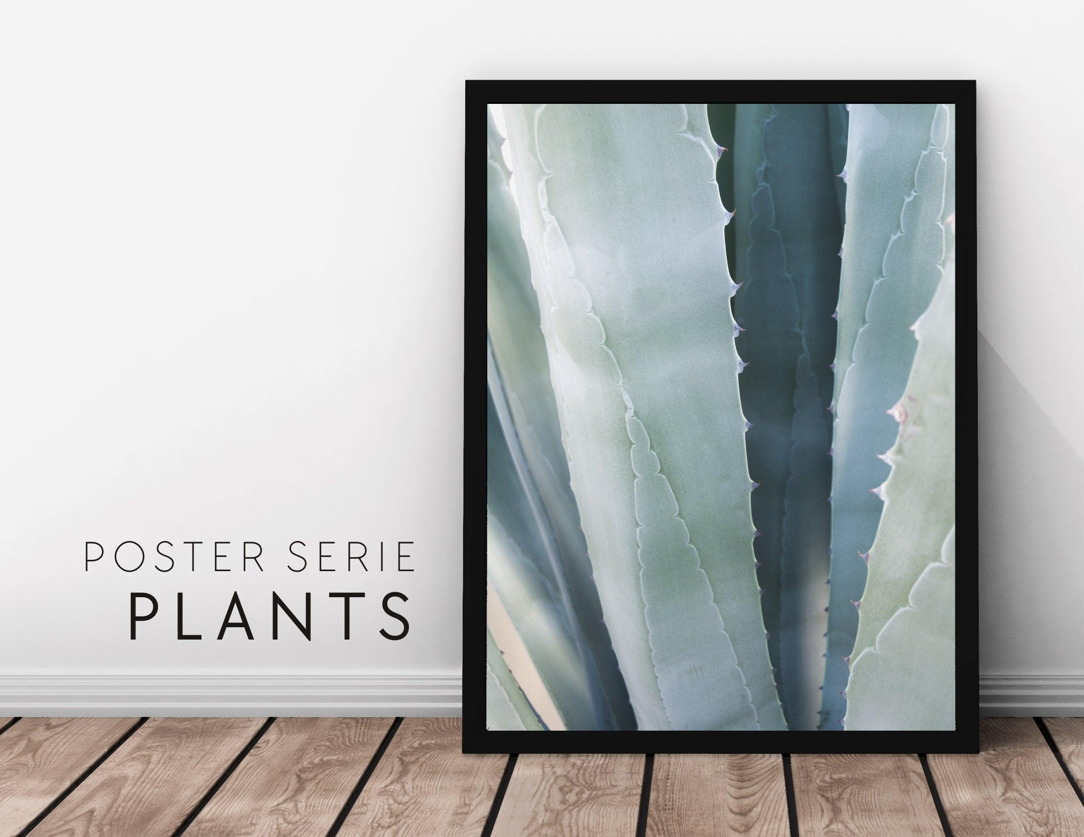Poster | Natur | Agave | Palme | Blätter - Roo's Gift Shop